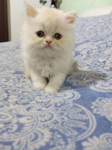Gato persa lindos filhotes disponíveis várias cores