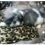 shih tzu
