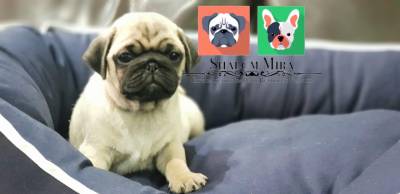 Pug preto e abricot Oferecemos suporte veterinário exclusivo em todo Brasil
