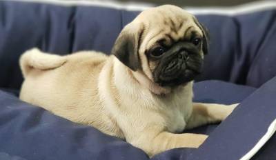 Pug preto e abricot Oferecemos suporte veterinrio exclusivo em todo Brasil