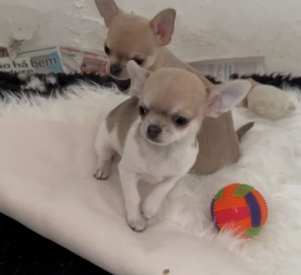 Chihuahua macho de pelo curto 