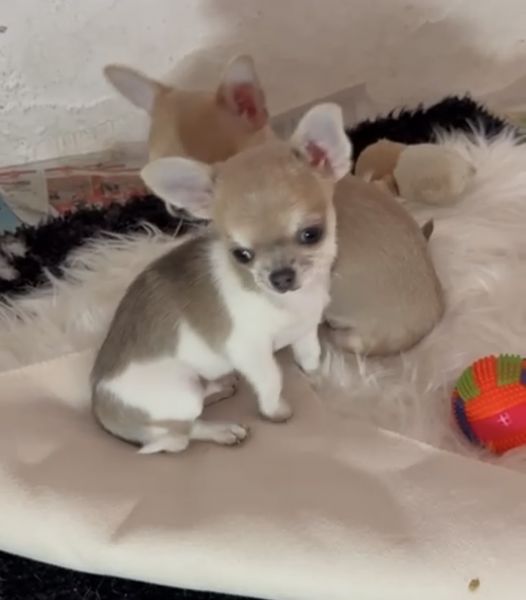 Chihuahua macho de pelo curto 