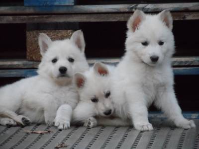 Excelentes cachorros de grande qualidade Pastor Branco Su��o 