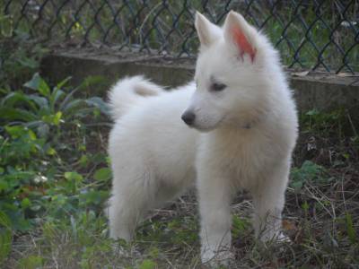 Excelentes cachorros de grande qualidade Pastor Branco Su��o 
