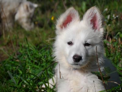 Excelentes cachorros de grande qualidade Pastor Branco Su��o 