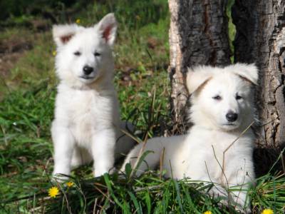 Excelentes cachorros de grande qualidade Pastor Branco Su��o 