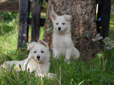 Excelentes cachorros de grande qualidade Pastor Branco Su��o 