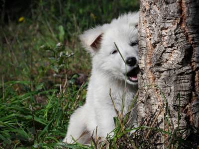 Excelentes cachorros de grande qualidade Pastor Branco Su��o 
