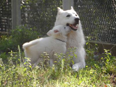 Excelentes cachorros de grande qualidade Pastor Branco Su��o 
