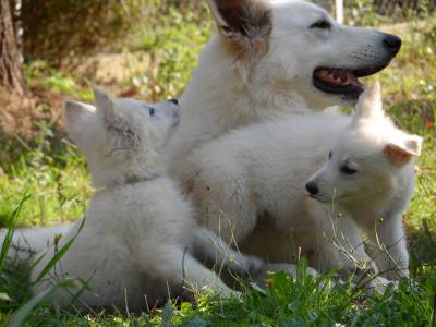 Excelentes cachorros de grande qualidade Pastor Branco Su��o 