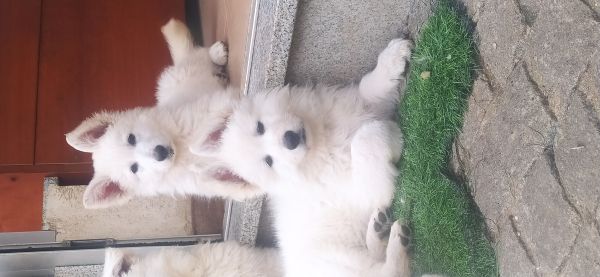 Excelentes cachorros de grande qualidade Pastor Branco Su��o 