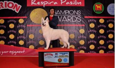 Excelentes cachorros de grande qualidade Pastor Branco Su��o 