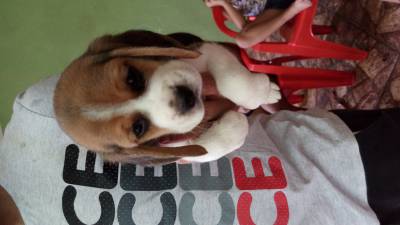 Filhote Beagle