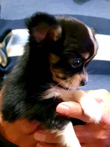 Chihuahua mini pelo comprido