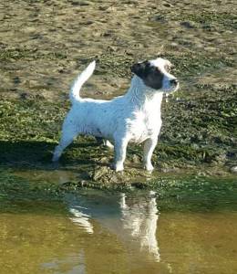 Ninhada Jack Russell Terrier