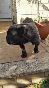 Bulldog franc�s ado��o