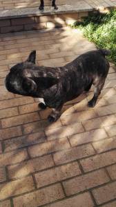 Bulldog franc�s ado��o