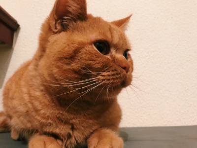 Procuro um namorado British shorthair