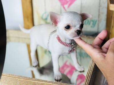 Chihuahua MIcro branca 