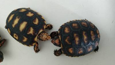 Jabuti - tartaruga de terra