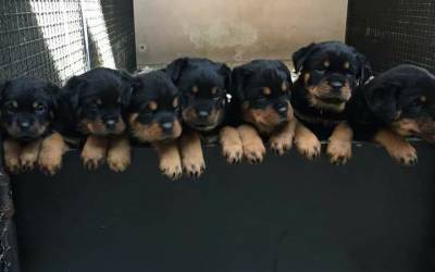 Rottweiler