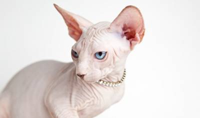 compro Sphynx barato