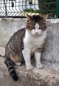 Gato encontrado perdido em Loures - Bairro do Fanqueiro
