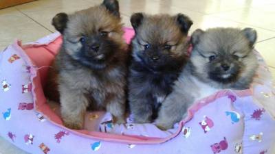 Filhotes de Spitz Alemo