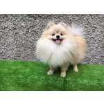 Spitz Alemo Ano