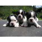 Filhotes de Bulldog Francs