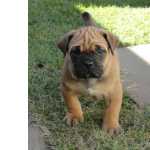 Filhotes de cane corso