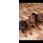 Filhotes de doberman