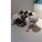 Filhotes de Jack Russel