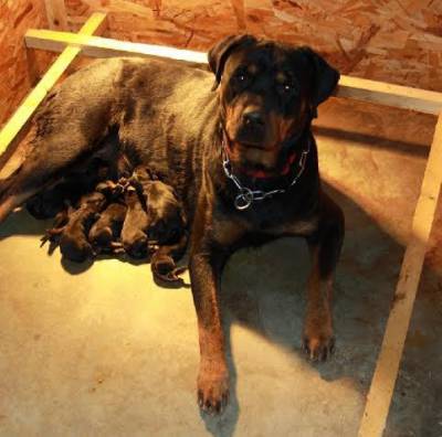 Rottweiler Filhotes com Procedência