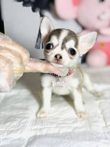 CHIHUAHUA MINI TEACUP 