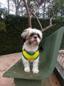 Lindo Shih tzu procura namorada