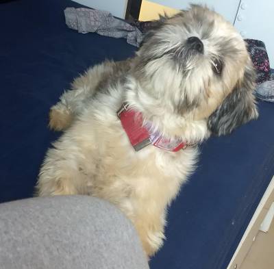 Lindo Shih tzu procura namorada