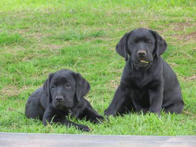 Labradores pretos