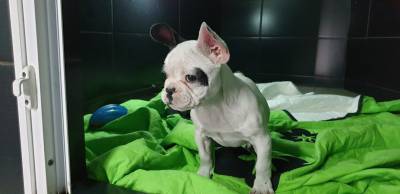 Bulldog Francs macho pirata