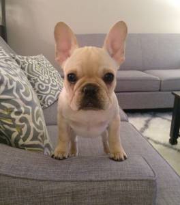 Bouledogue Francs com LOP e Afixo