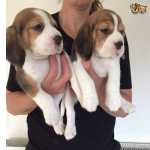 filhotes de basset hound