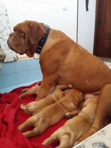 Excelente Dogue de Bordus com LOP
