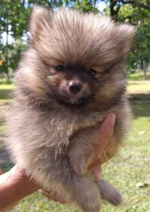 Spitz Alemo Ano - Lulu da Pomerania RJ