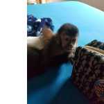 Macaco prego