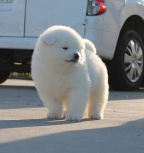 Cachorros de Akita