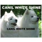 Samoieda Filhotes White Shine                                              