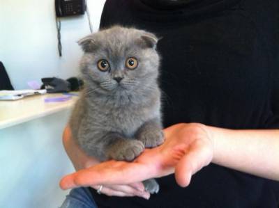 Compro Scottish Fold