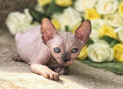 Dois gatinhos sphynx