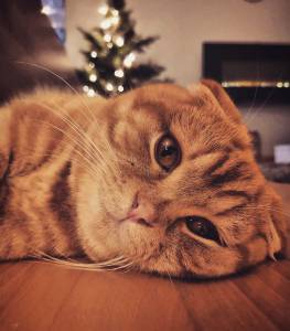Macho Scottish Fold procura namorada para relacionamento srio