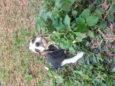 Beagle lindos filhotes disponveis com porte pequeno